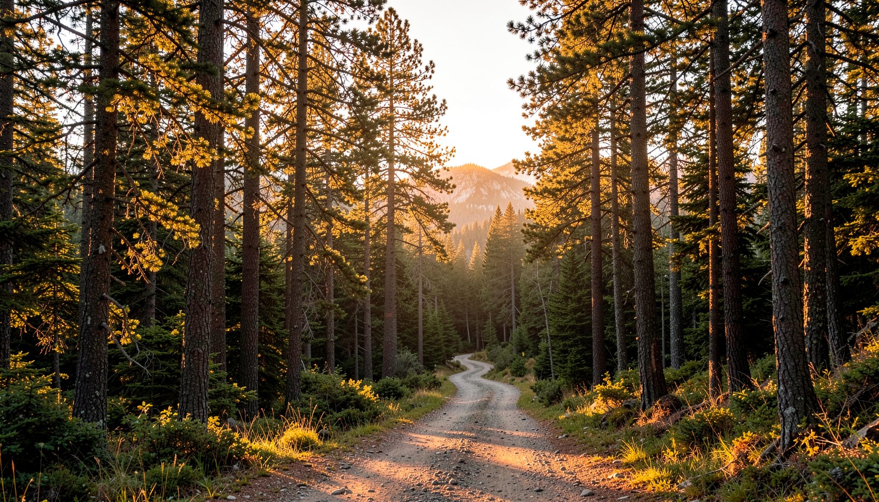 A wide landscape view of a forested mountain trailhead at golden hour, with warm amber light filtering through tall pine trees